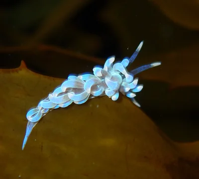 Phyllodesmium macphersonae - Eastern Channel, Point Lonsdale, AU
