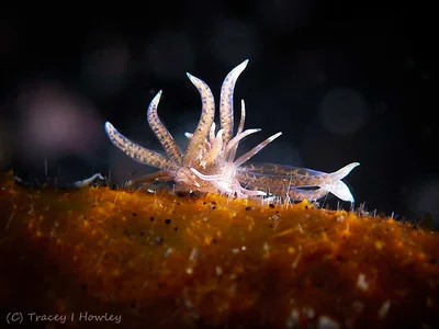 Phyllodesmium macphersonae - Tulamben, Kubu, Karangasem Regency, Bali, Indonesia
