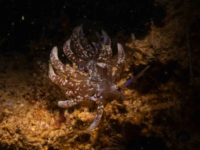Phyllodesmium macphersonae - Saint Vincent, Nouvelle-Calédonie