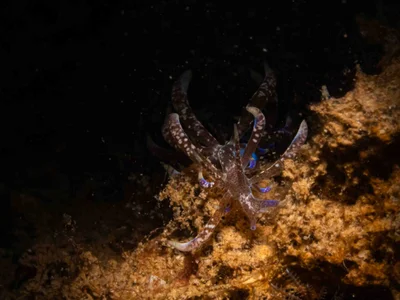 Phyllodesmium macphersonae - Saint Vincent, Nouvelle-Calédonie