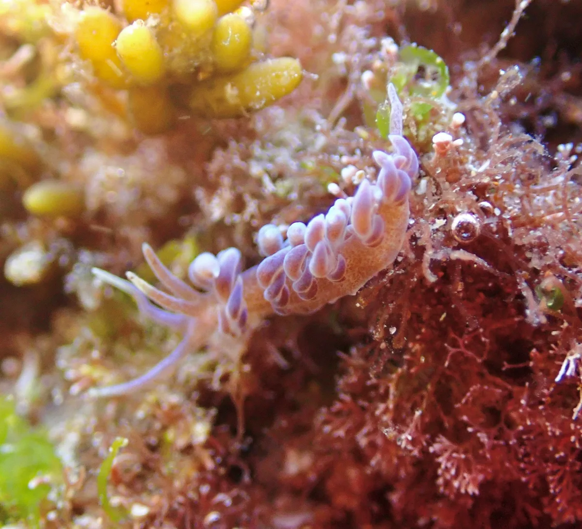 Phyllodesmium macphersonae - Tasman Sea, Sandy Beach, AU