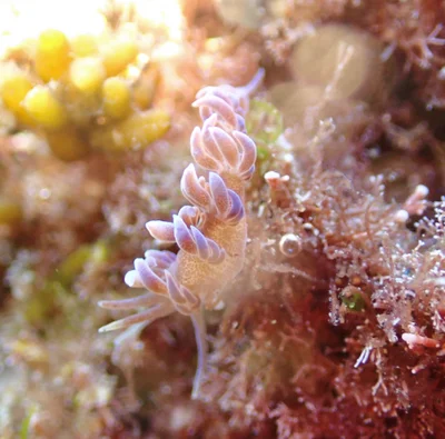 Phyllodesmium macphersonae - Tasman Sea, Sandy Beach, AU