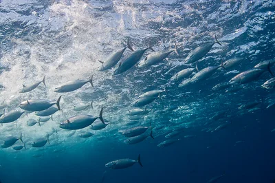 Frigate Tuna (Auxis thazard), Utila, Honduras, Central America