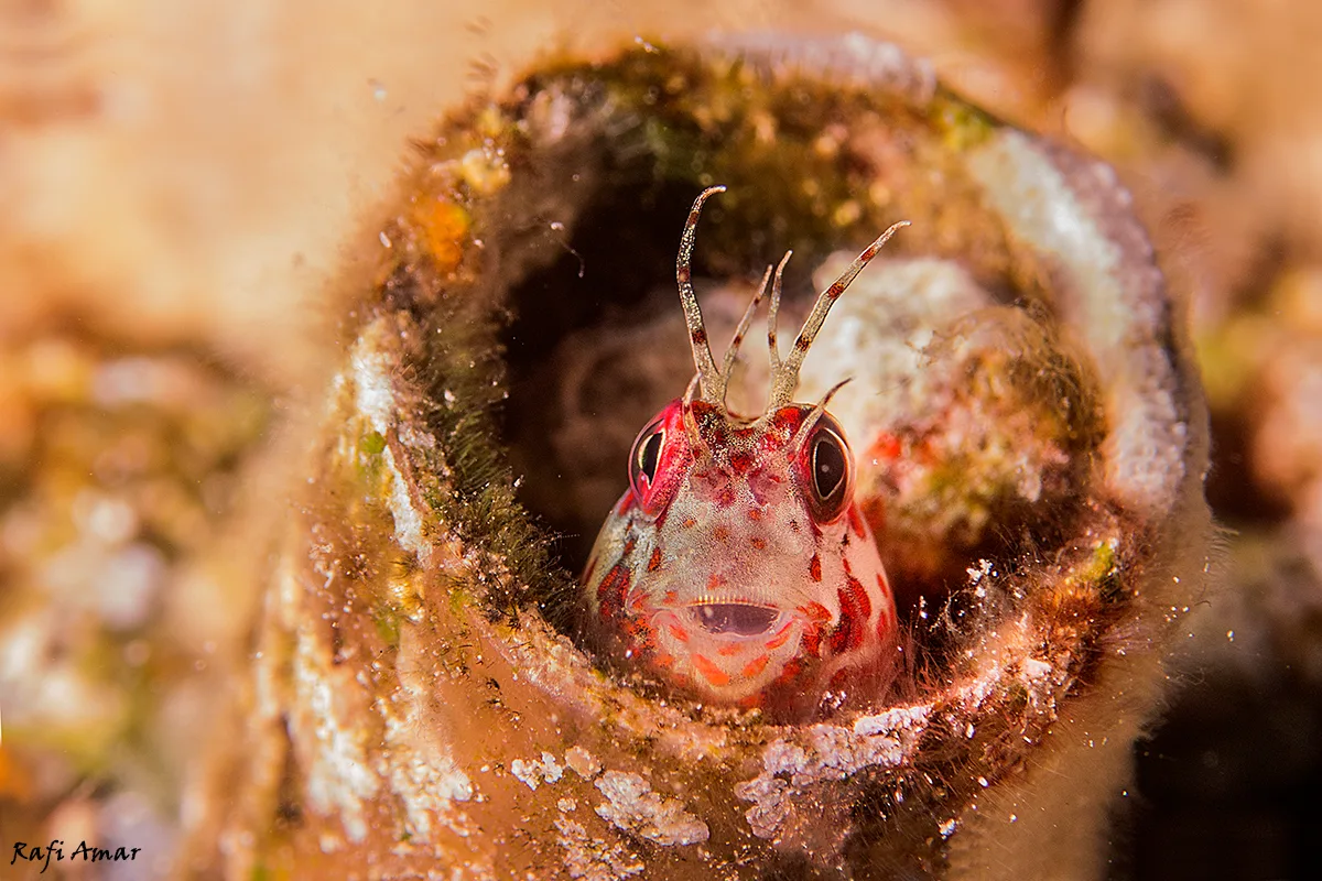 Fringed Blenny