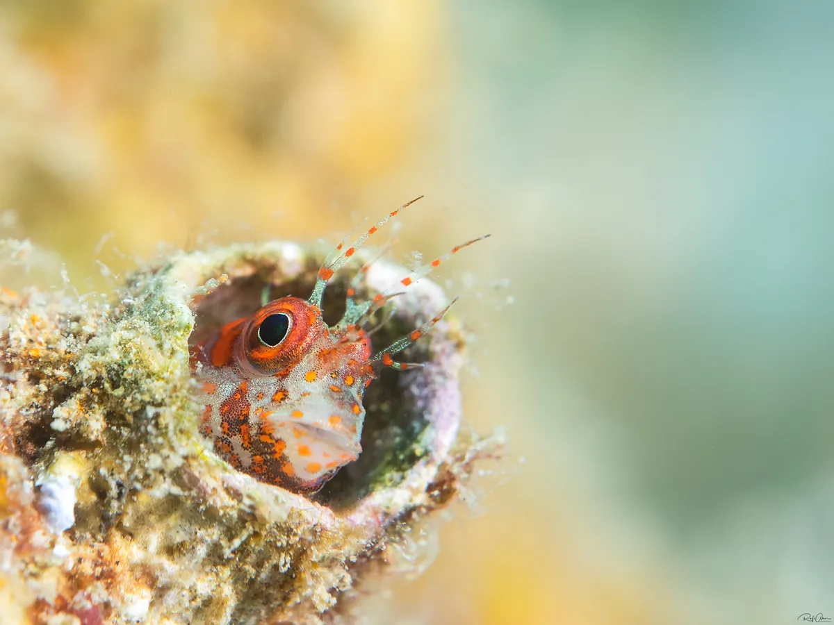 Fringed Blenny