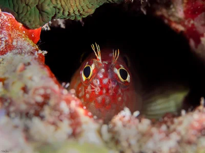 Fringed Blenny - Mimoblennius cirrosus