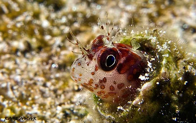 Fringed Blenny - Mimoblennius cirrosus