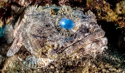 Fringed Toadfish