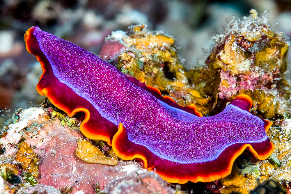 Fuchsia flatworm - Pseudoceros ferrugineus