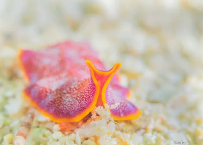Fuchsia Flatworm - Pseudoceros ferrugineus