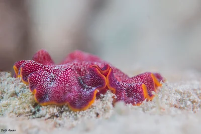 Fuchsia Flatworm - Pseudoceros ferrugineus
