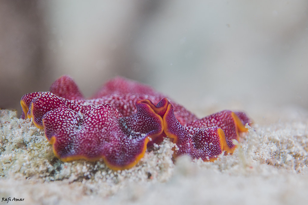 Fuchsia Flatworm - Pseudoceros ferrugineus