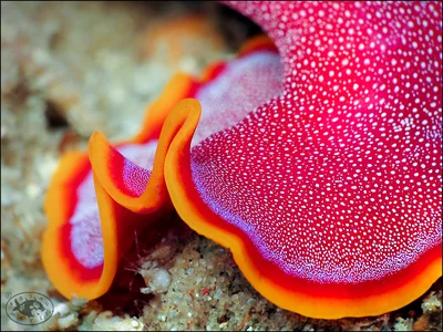 Flatworm (Pseudoceros ferrugineus)