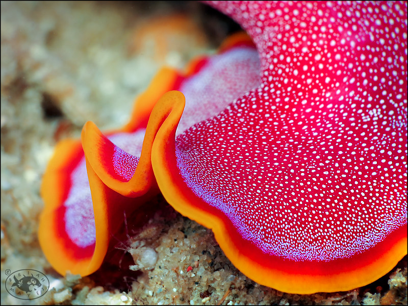 Flatworm (Pseudoceros ferrugineus)