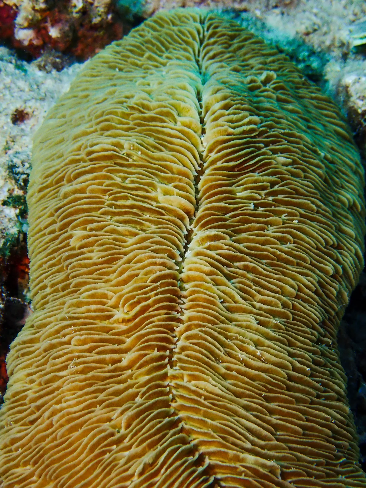 Fungia Puamotensis