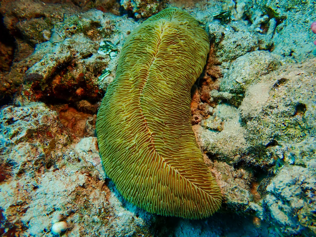 Fungia Puamotensis