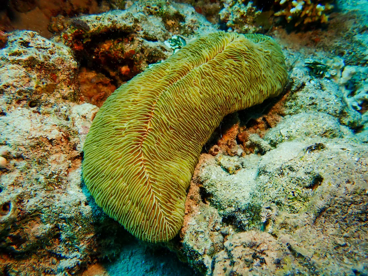 Fungia Puamotensis