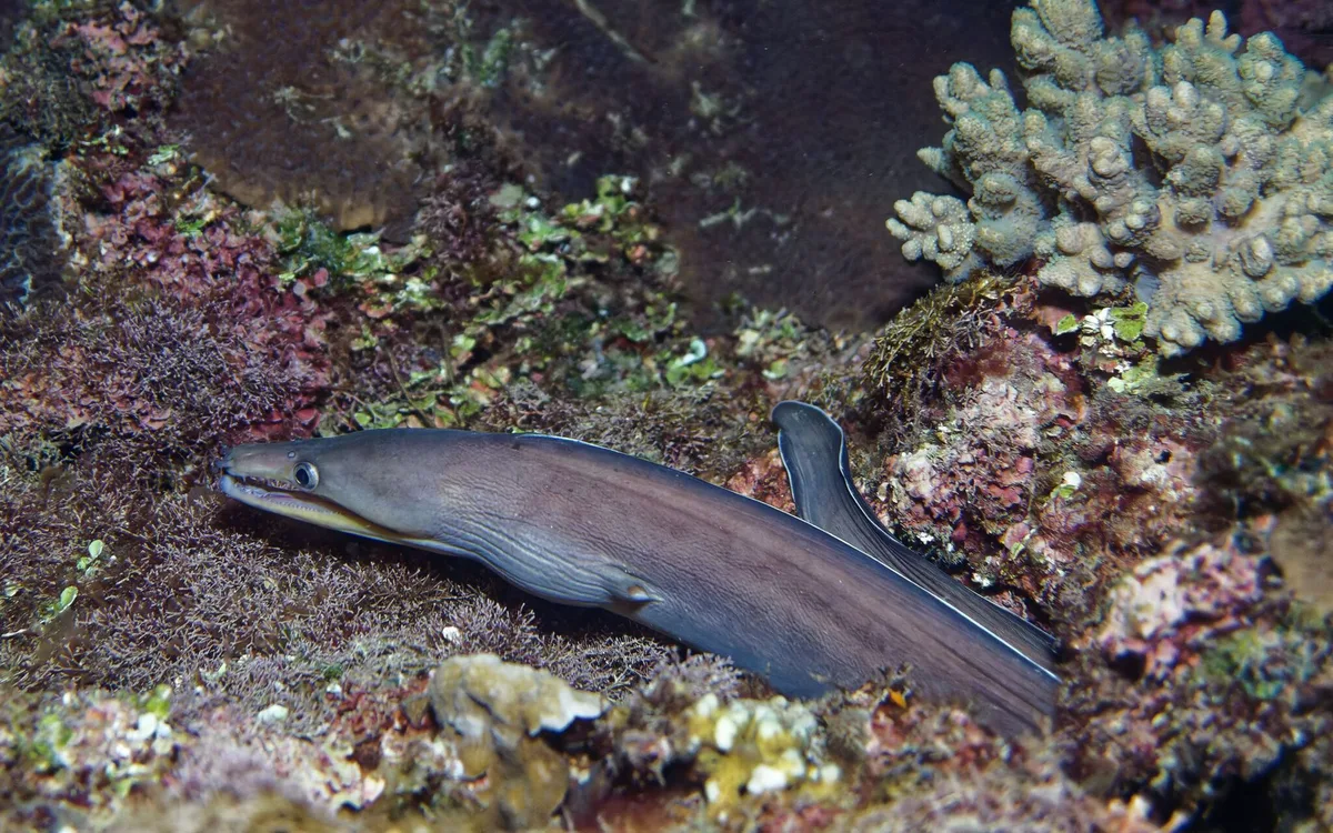 Enchelycore schismatorhynchus - Kenting, Kenting, Pingtung, Taiwan, Taiwan