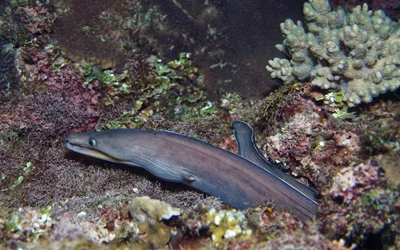 Enchelycore schismatorhynchus - Kenting, Kenting, Pingtung, Taiwan, Taiwan
