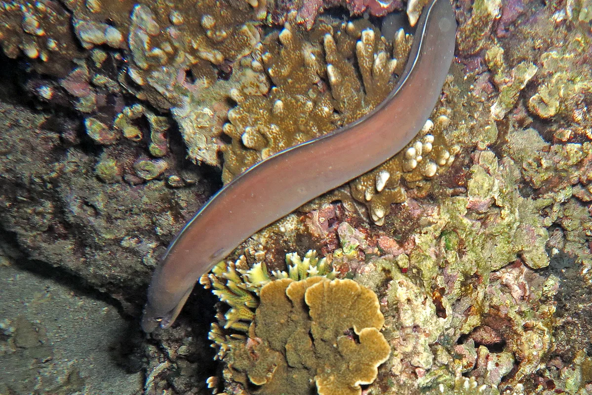 Enchelycore schismatorhynchus - Philippines, Batangas, Mabini, Altamare Diving Resort, Meer