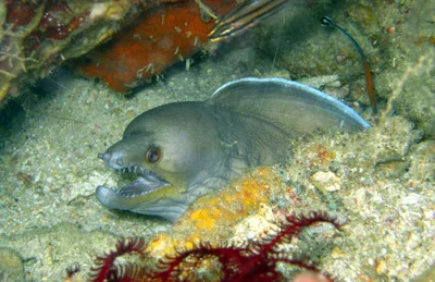 Enchelycore schismatorhynchus - Romblon, PH