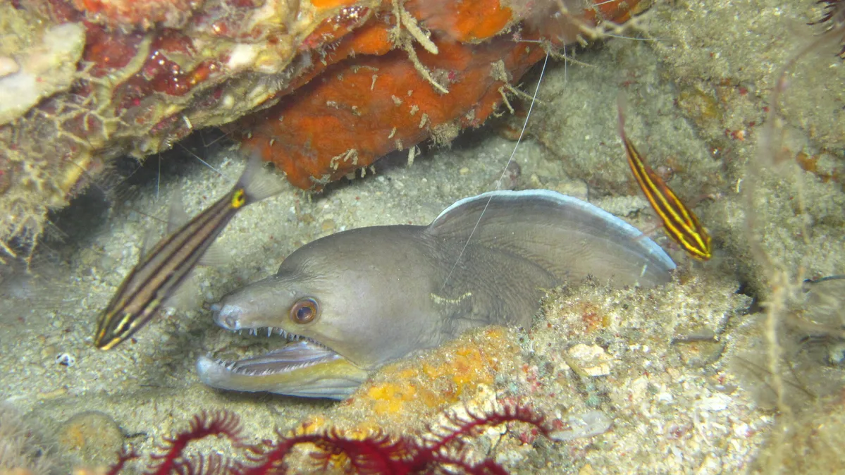 Enchelycore schismatorhynchus - Romblon, PH