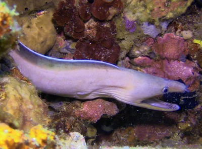 Enchelycore schismatorhynchus - Batangas, Philippines