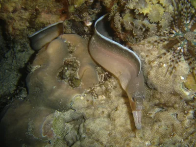 Enchelycore schismatorhynchus - Cabanbanan, Provinz Romblon, Philippinen