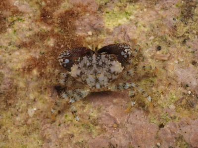 Chlorodiella cytherea