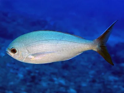 Fusilier Snapper