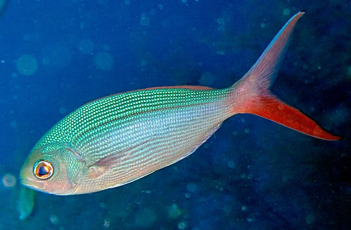 Paracaesio sordida - Pulau Menjangan, Bali, Indonesia