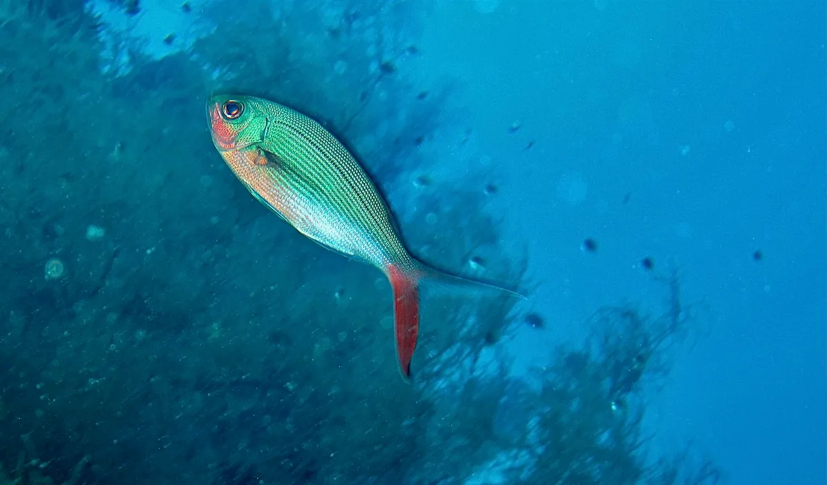 Paracaesio sordida - Pulau Menjangan, Bali, Indonesia