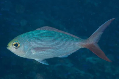 Paracaesio sordida - Lomaiviti, Eastern, Fiji