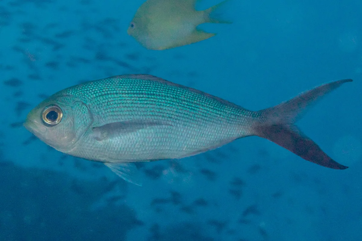 Paracaesio sordida - Lomaiviti, Eastern, Fiji