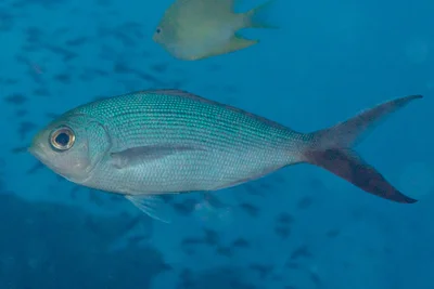 Paracaesio sordida - Lomaiviti, Eastern, Fiji