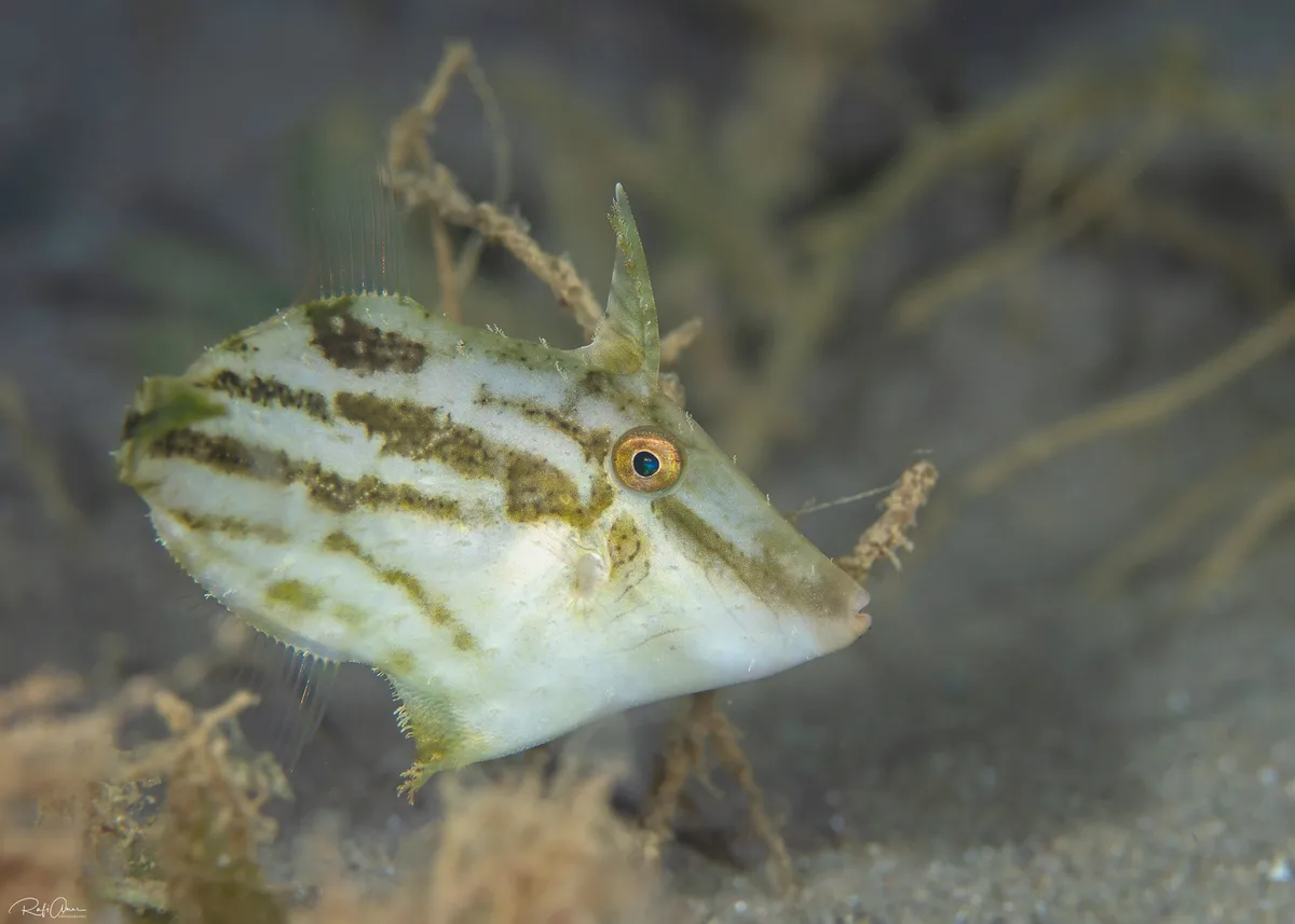 Fuzzy Filefish