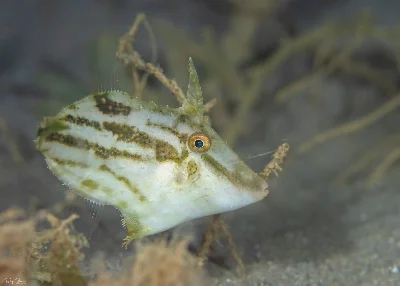 Fuzzy Filefish