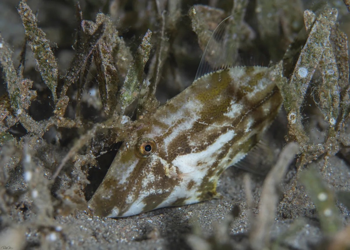 Fuzzy Filefish