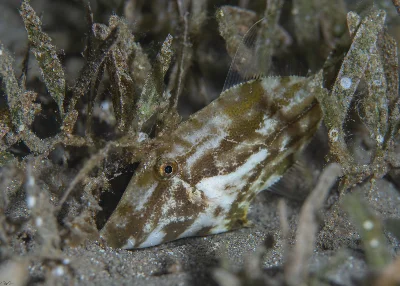 Fuzzy Filefish