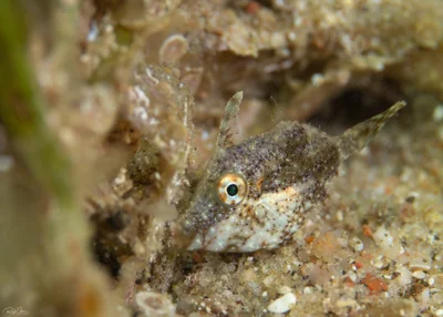 Paramonacanthus nematophorus - אילת, ישראל
