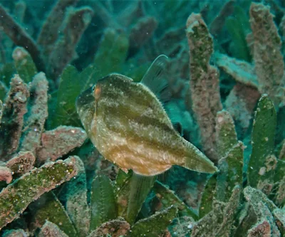 Paramonacanthus nematophorus - North Beach