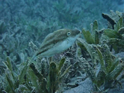 Paramonacanthus nematophorus - North Beach