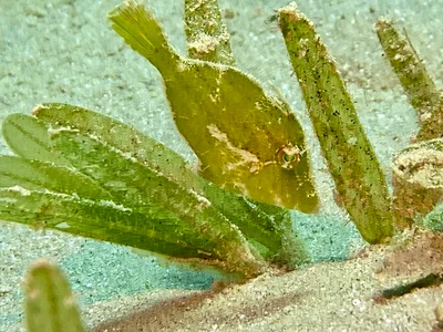 Paramonacanthus nematophorus - Hurghada, Red Sea Governorate, Egypt