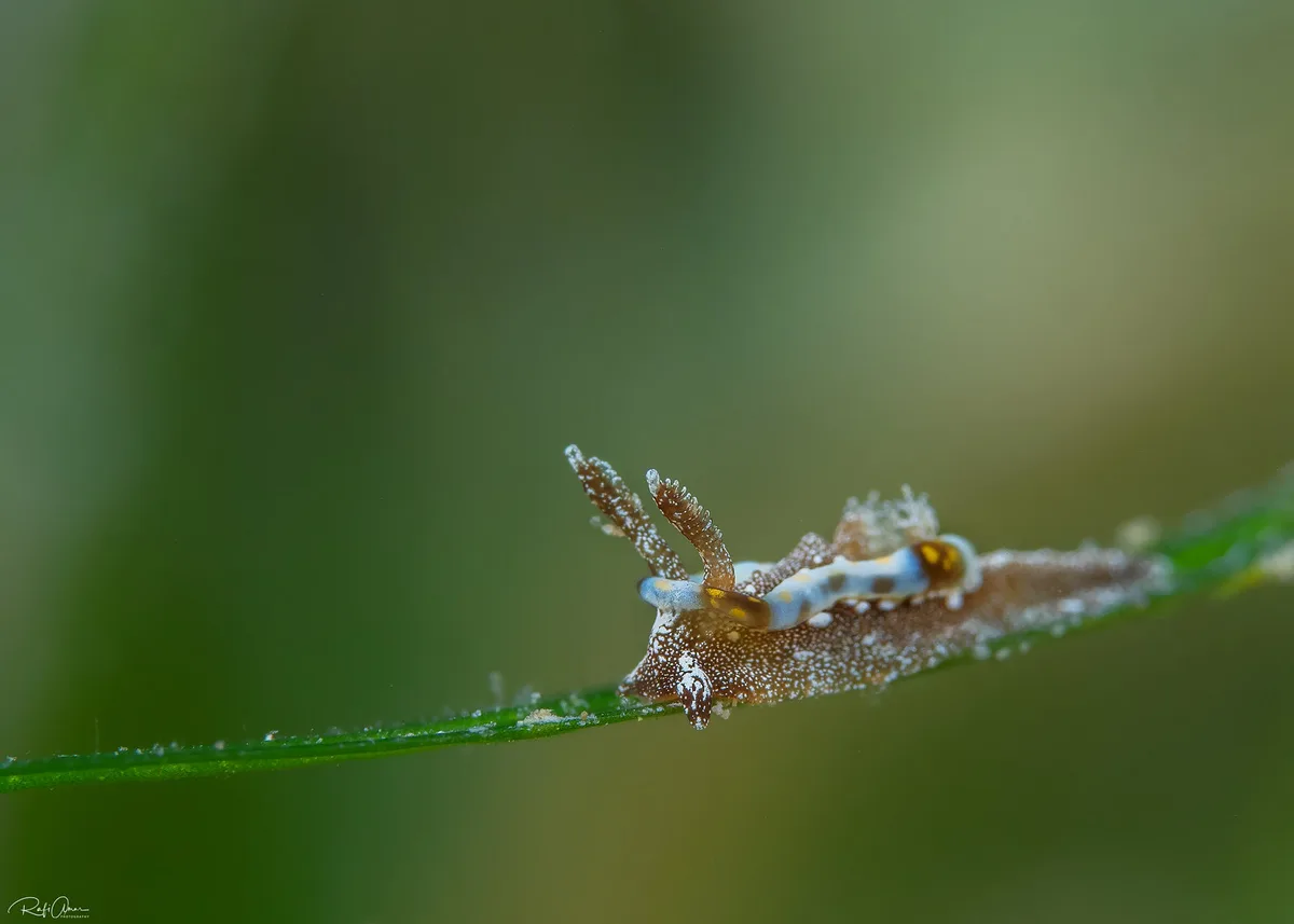 Pelagella joubini - Joubin's Sea Slug