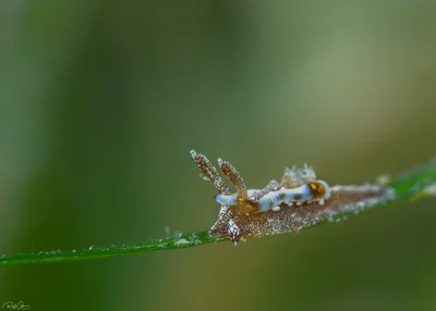 Pelagella joubini - Joubin's Sea Slug
