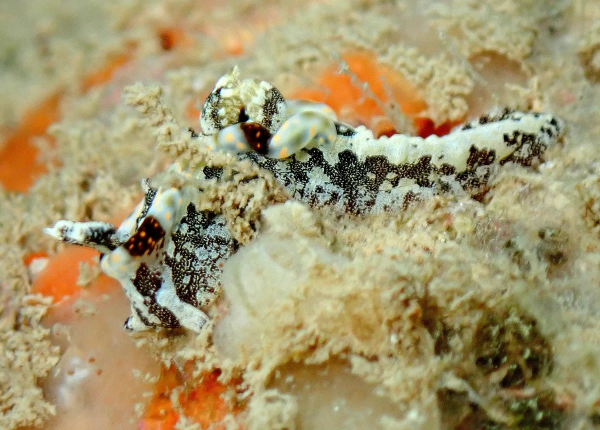 Pelagella joubini - Baie des citrons sud, Nouméa, Nouvelle-Calédonie