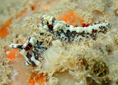 Pelagella joubini - Baie des citrons sud, Nouméa, Nouvelle-Calédonie