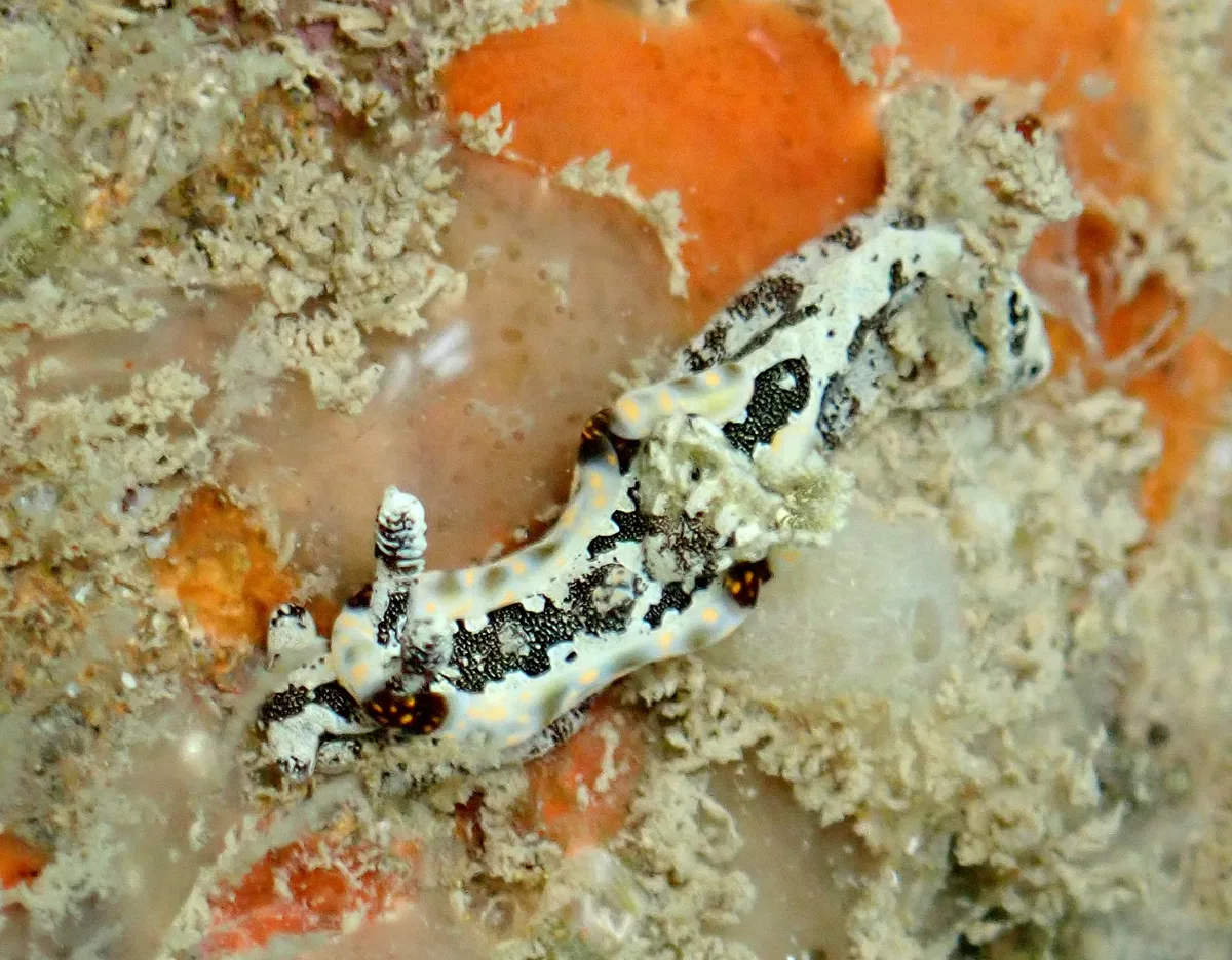 Pelagella joubini - Baie des citrons sud, Nouméa, Nouvelle-Calédonie