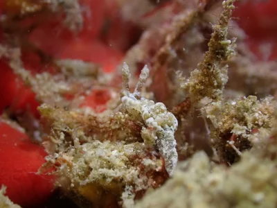 Pelagella joubini - 5GG2+FJG Malé House Reef, Bus Station, Majeedhee Magu, Majeedhee Magu Rd, Malé, Maldives
