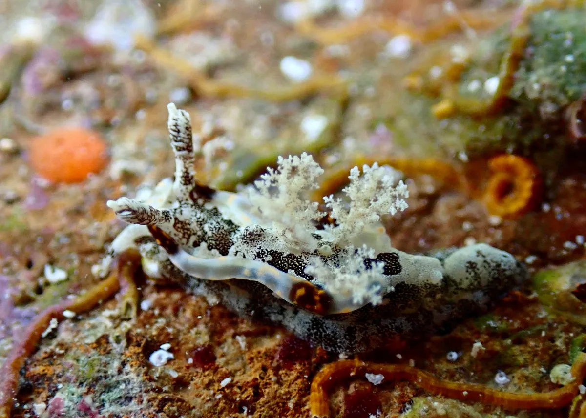 Pelagella joubini - Ouen Toro, NC-SU-NO, NC-SU, NC